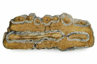 Polished Mammoth Molar Slice - South Carolina #353538