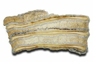 Polished Mammoth Molar Slice - South Carolina #353539