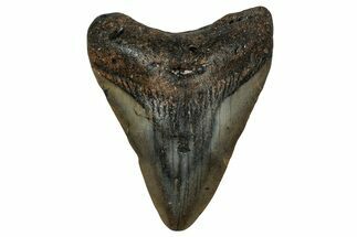 Fossil Megalodon Tooth - North Carolina #351181