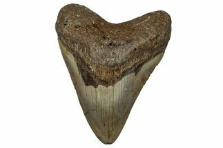 Fossil Megalodon Tooth - North Carolina #351182