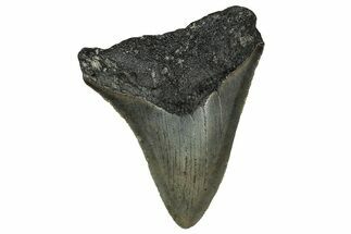Serrated, Juvenile Megalodon Tooth - North Carolina #351184