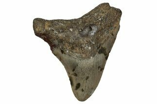 Serrated, Juvenile Megalodon Tooth - North Carolina #351202