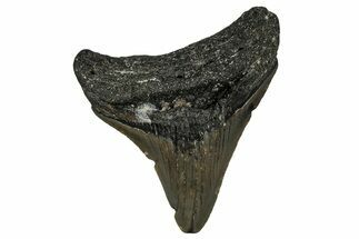 Serrated, Juvenile Megalodon Tooth - North Carolina #351203