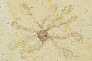 Floating Crinoid (Saccocoma) Fossil - Solnhofen Limestone #353553