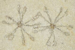 Buy Crinoids