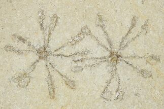 Two Floating Crinoid (Saccocoma) Fossils - Solnhofen Limestone #353557