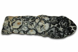 Proterozoic Columnar Stromatolite (Asperia) Slab - Australia #353612