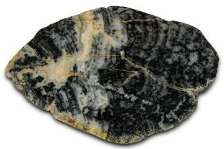 Proterozoic Columnar Stromatolite (Asperia) Slab - Australia #353615