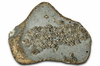 Ammonite (Promicroceras & Cymbites) Cluster - England #353685