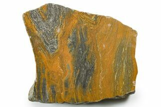 Polished Mesoproterozoic Stromatolite (Conophyton) - Australia #353689