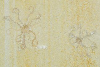 Two Floating Crinoid (Saccocoma) Fossils - Solnhofen Limestone #353560