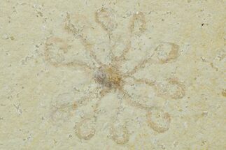 Floating Crinoid (Saccocoma) Fossils - Solnhofen Limestone #353562