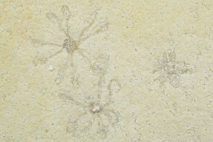Four Floating Crinoid (Saccocoma) Fossils - Solnhofen Limestone ...