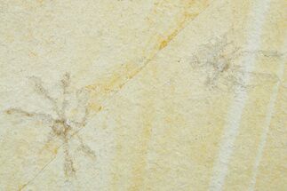 Three Floating Crinoid (Saccocoma) Fossils - Solnhofen Limestone #353573