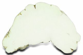 Polished Lemon Chrysoprase Section - Western Australia #353719