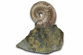 Iridescent, Pyritized Ammonite (Quenstedticeras) Fossil Display #353747