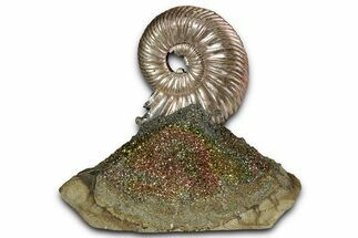 Iridescent, Pyritized Ammonite (Quenstedticeras) Fossil Display #353752
