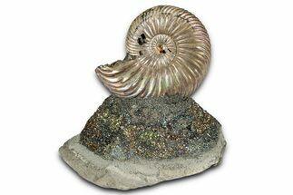 Iridescent, Pyritized Ammonite (Quenstedticeras) Fossil Display #353753