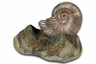 Iridescent, Pyritized Ammonite (Quenstedticeras) Fossil Display #353755