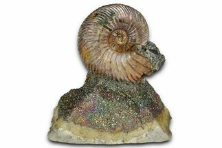 Iridescent, Pyritized Ammonite (Quenstedticeras) Fossil Display #353761