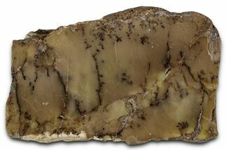 Polished Dendritic Opal Section - Western Australia #353792