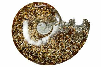 Polished Ammonite (Cleoniceras) Fossil - Madagascar #352368
