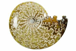 Polished Ammonite (Cleoniceras) Fossil - Madagascar #352371