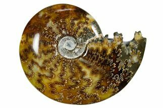 Polished Ammonite (Cleoniceras) Fossil - Madagascar #352372