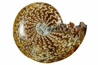 Polished Ammonite (Cleoniceras) Fossil - Madagascar #352375