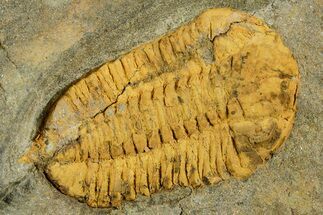 Bright-Orange Dalmanitid (Ormathops) Trilobite - Morocco #353397
