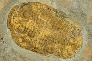 Bright-Orange Ordovician Trilobite (Prionocheilus?) - Morocco #353399