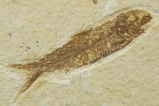 Detailed Fossil Fish (Knightia) - Wyoming #340791