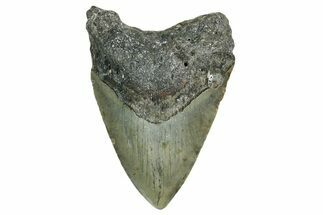Fossil Megalodon Tooth - North Carolina #351748