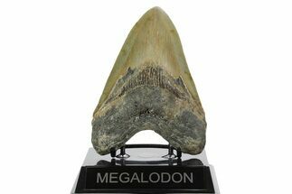 Serrated, Fossil Megalodon Tooth - North Carolina #352410