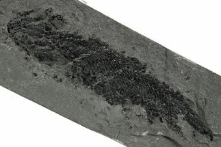 Devonian Lobe-Finned Fish (Osteolepis) Fossil - Scotland #353844