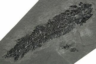 Devonian Lobe-Finned Fish (Osteolepis) Fossil - Scotland #353846
