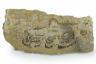 Upper Carboniferous Stromatolite Slab - Fife, Scotland #353856