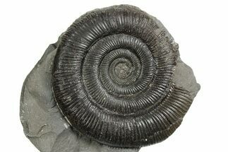 Jurassic Ammonite (Dactylioceras) Fossil - England #353873