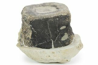 Fossil Iguanodontid Dinosaur (Mantellisaurus) Vertebra - England #353875