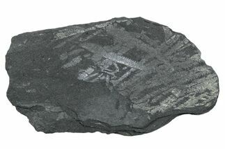 Fossil Graptolite (Didymograptus) Cluster - Wales #353824