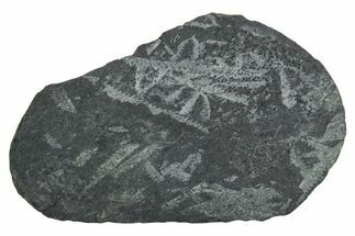 Fossil Graptolite (Didymograptus) Cluster - Wales #353829