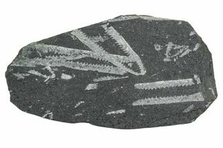 Fossil Graptolite (Didymograptus) Cluster - Wales #353842