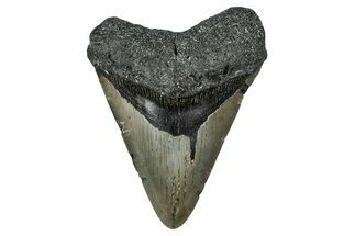 Fossil Megalodon Tooth - North Carolina #351150