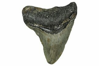 Bargain, Fossil Megalodon Tooth - North Carolina #351765