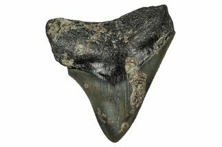 Bargain, Fossil Megalodon Tooth - North Carolina #351766