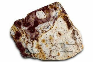 Colorful Polished Killaloe Opal Section - Australia #353862