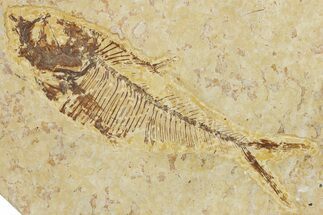 Bargain, Fossil Fish (Diplomystus) - Wyoming #354024