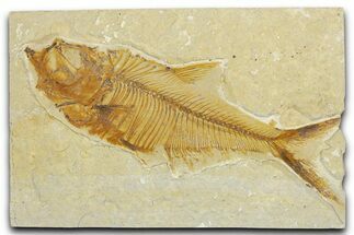 Detailed Fossil Fish (Diplomystus) - Wyoming #354030