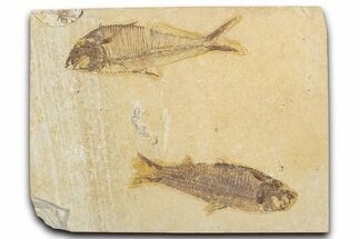 Slab With Two Fossil Fish (Diplomystus & Knightia) - Wyoming #354038