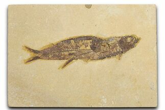 Limestone with Two Fossil Fish (Knightia) - Wyoming #354043